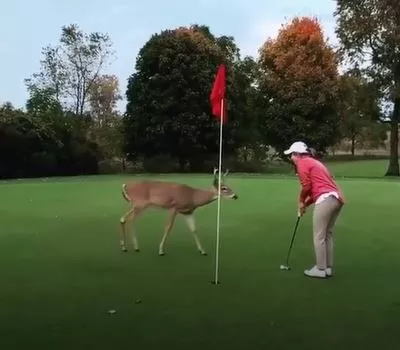 Deer Putt