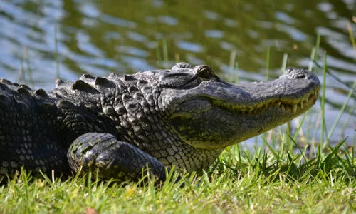 Alligator Casually Strolls on the Course